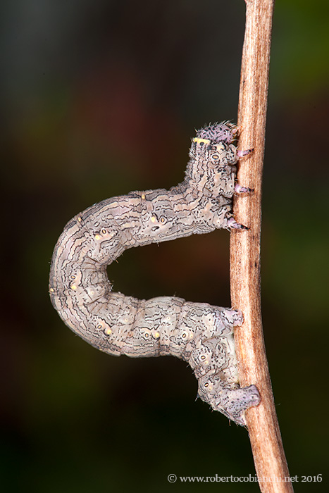 Bruco da identificare - Lycia hirtaria